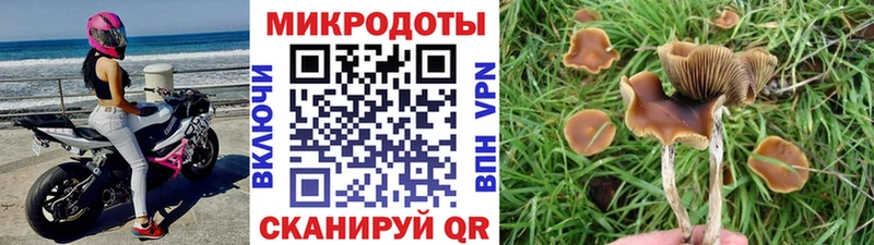 Псилоцибиновые грибы Cubensis  купить закладку  Алдан 
